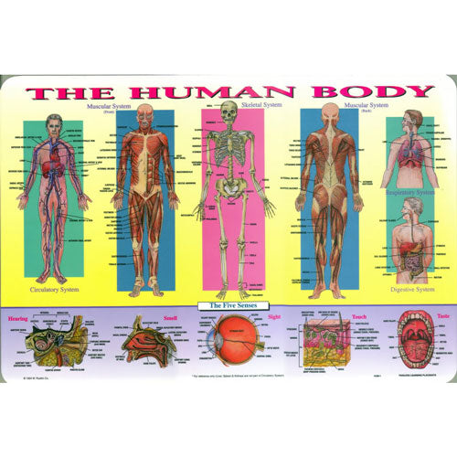 Human Body Placemat