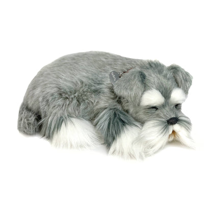 Schnauzer - Perfect Petzzz