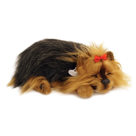 Yorkie - Perfect Petzzz