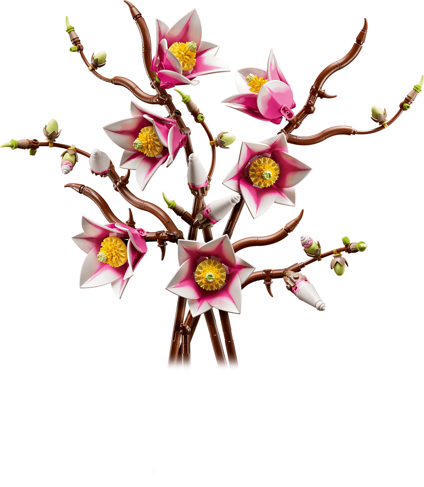 Magnolia Branches
