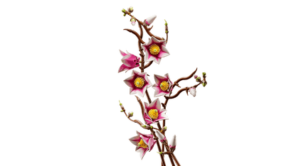 Magnolia Branches