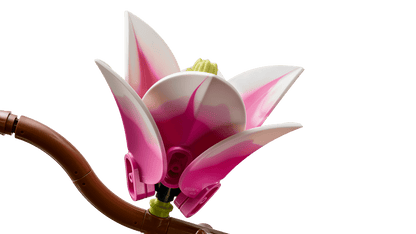 Magnolia Branches
