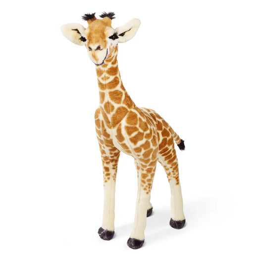 Baby Giraffe