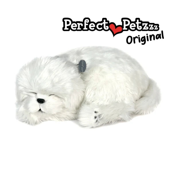 Maltese - Perfect Petzzz