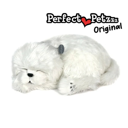 Maltese - Perfect Petzzz