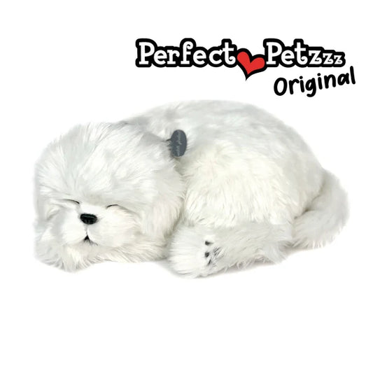 Maltese - Perfect Petzzz