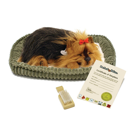 Yorkie - Perfect Petzzz