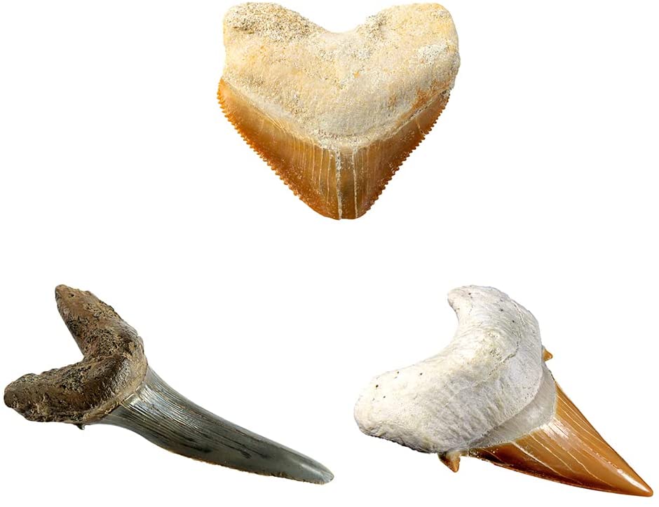 Nat Geo Shark Tooth Dig