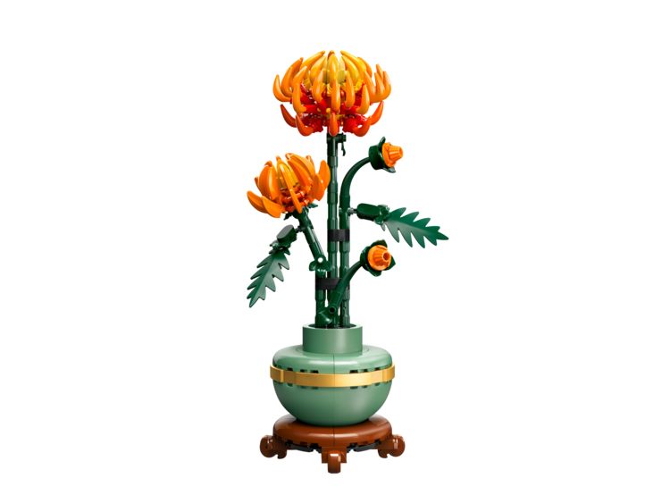 Chrysanthemum